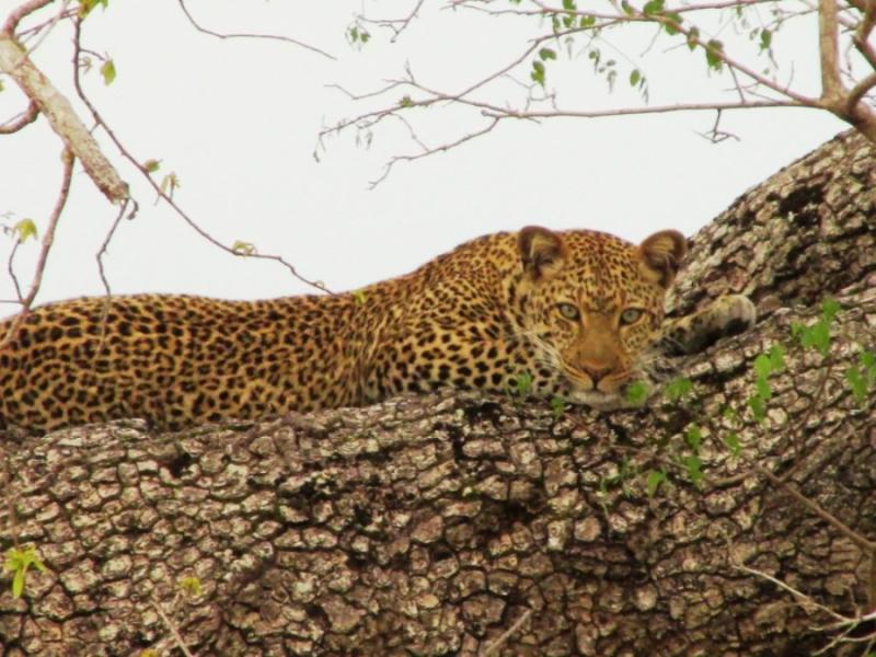 Tanzania - Selous Game Reserve: il safari meno conosciuto