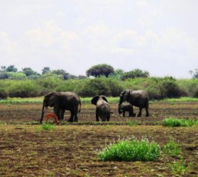 Tanzania - Selous Game Reserve: il safari meno conosciuto