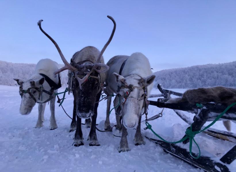 LAPPONIA FINLANDESE: Yllas e Rovaniemi