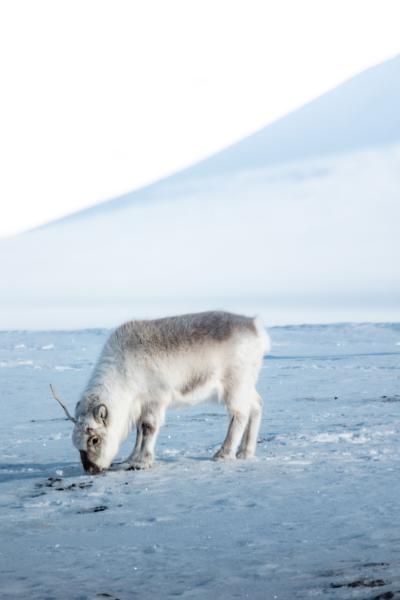 WEEKEND ALLE ISOLE SVALBARD