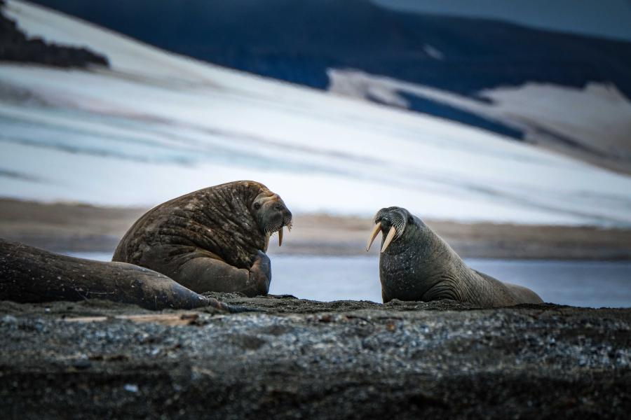 WEEKEND ALLE ISOLE SVALBARD