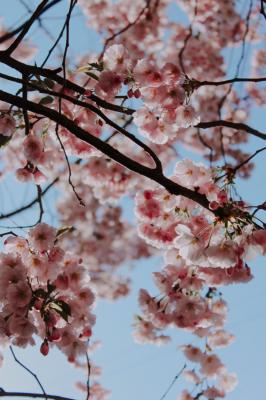 HANAMI GIAPPONESE