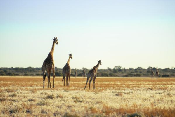 KENYA: soggiorno mare e safari