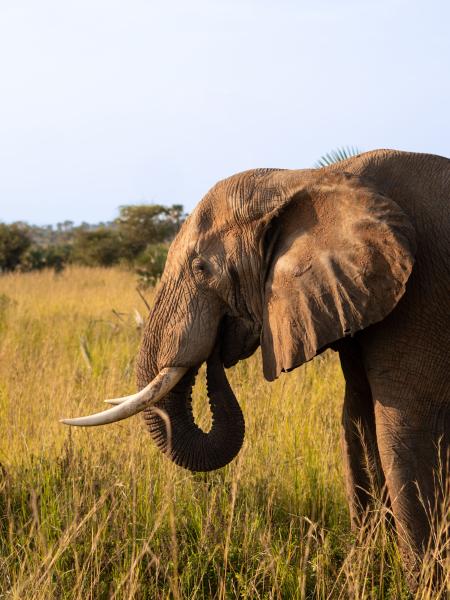 KENYA: soggiorno mare e safari
