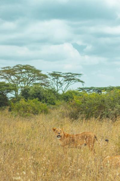 KENYA: soggiorno mare e safari